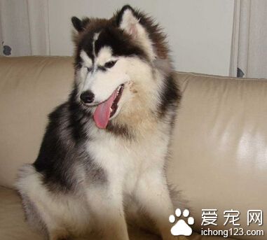 狗瘟中药 爱犬得了狗瘟相当于人的了癌症