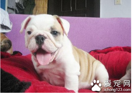 斗牛犬性格  带你了解斗牛犬性格 