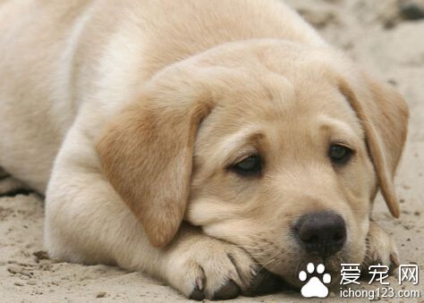 狗狗便血 首先要掌握导致狗狗拉稀的原因