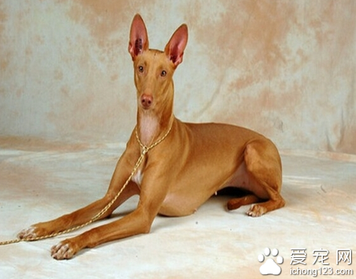 法老王猎犬价格 教你选购法老王猎犬