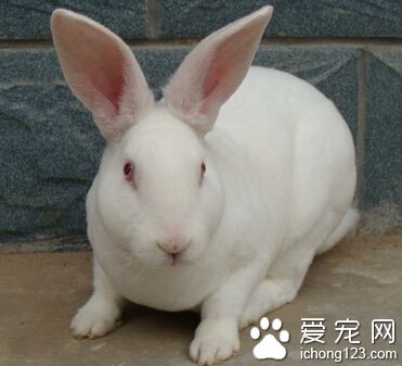 宠物兔吃什么 在水中加点葡萄糖粉给它喝