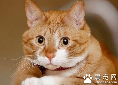 猫传染病 猫瘟传染性极高毁灭性也极高