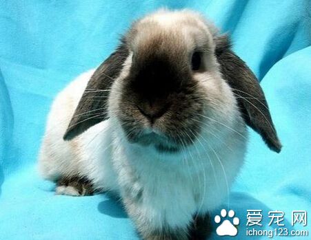 宠物兔拉肚子 腹泻较重时可用抗菌药物