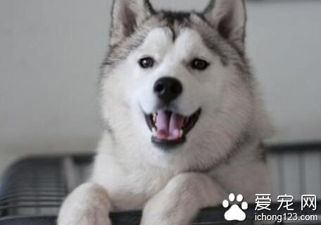 狗起名字 可以用狗狗的品种的相关字命名