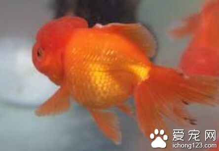 金鱼养殖 随着金鱼长大的投食量逐渐增加