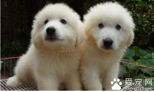 狗瘟后遗症 狗瘟后遗症的注意事项