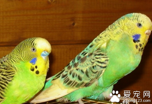虎皮鹦鹉怎么分公母  从颜色上分辨虎皮鹦鹉