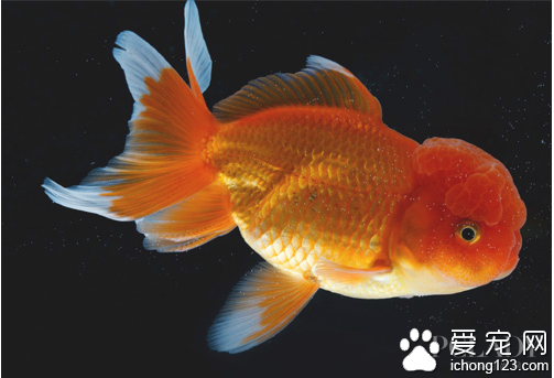 金鱼身上有白点  可能是白点病引起的