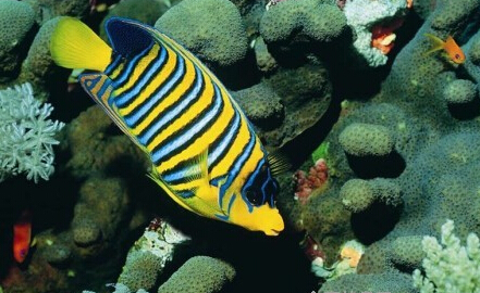  宠物鱼种类 新手可以尝试的品种有很多