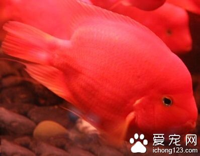 红鹦鹉变黑 最常见的原因就是换了黑斑病