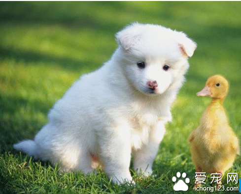  被跳蚤咬了怎么办 花露水枫油精能有效资料