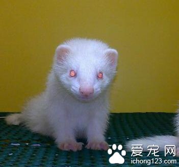 貂多少钱 产量较高的貂1000到2000元左右