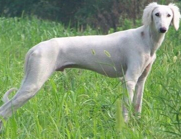 萨路基和细犬的区别 区别最重要的是外观