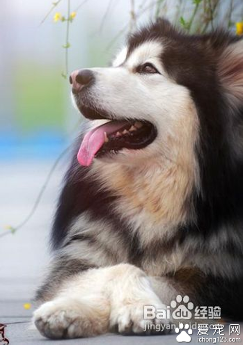 阿拉斯加雪橇犬和哈士奇的区别  阿拉的体型更大