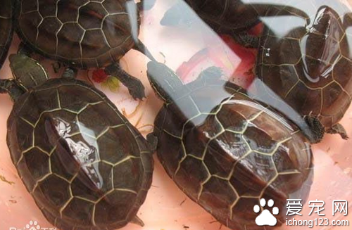 草龟怎么养 教你怎么去养草龟