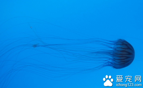 海蜇是水母吗 教你分辨海蜇是水母吗