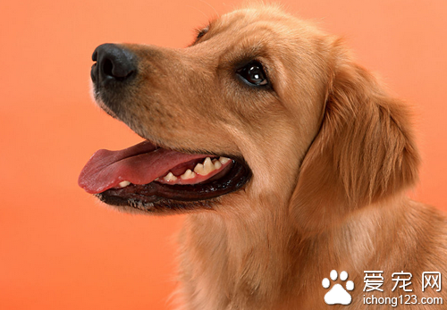 金毛猎犬价格 教你金毛猎犬的选购技巧