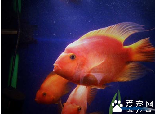 鹦鹉鱼价格  带你了解鹦鹉鱼价格