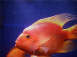 鹦鹉鱼吃什么 教你怎么饲养鹦鹉鱼