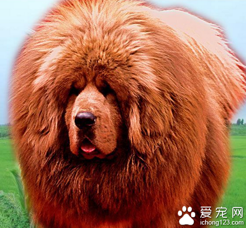 寿命最长的狗 寿命最长的狗藏獒