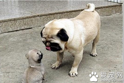 八哥犬价格 八哥犬市场上价格不会太高