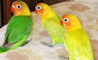 牡丹鹦鹉繁殖 饲养牡丹鹦鹉一点都不难