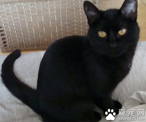 孟买猫怎么养  饲养孟买猫的几个注意事项