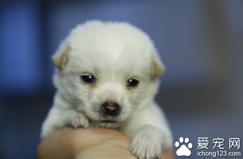犬蛔虫病症状  呕吐流鼻涕偶尔会有惊厥