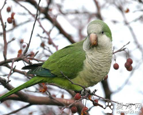 和尚鹦鹉说话 和尚鹦鹉是比较会说话的