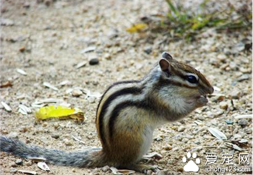 金花松鼠怎么养 饲养金花松鼠并不是很难