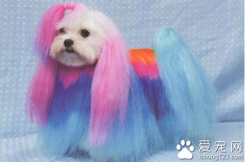 宠物护理  合理的护理能让宠物更加健康