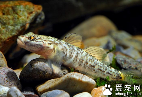 虾虎鱼怎么养 饲养虾虎鱼要多加注意水温