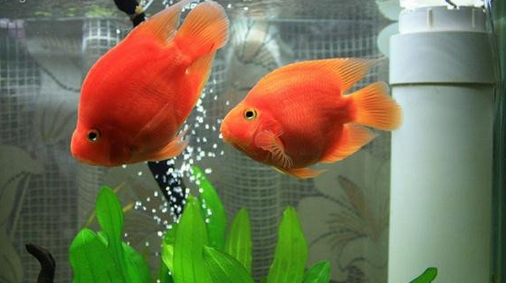 血鹦鹉饲养  血鹦鹉鱼饲养起来不是很难