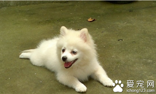 日本狐狸犬价格 选购狐狸犬的一些细节