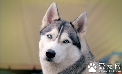 哈士奇智商 智商在狗狗中只能排在中旬