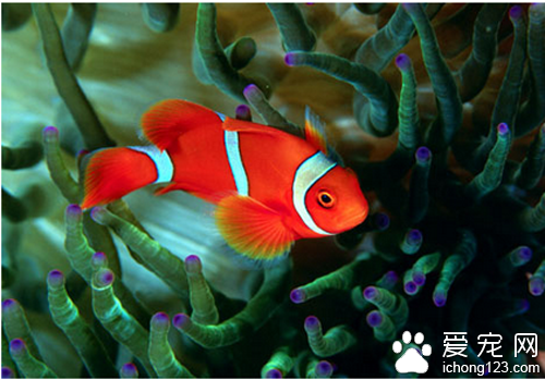 红绿灯鱼饲养 教你如何正确饲养红绿灯鱼