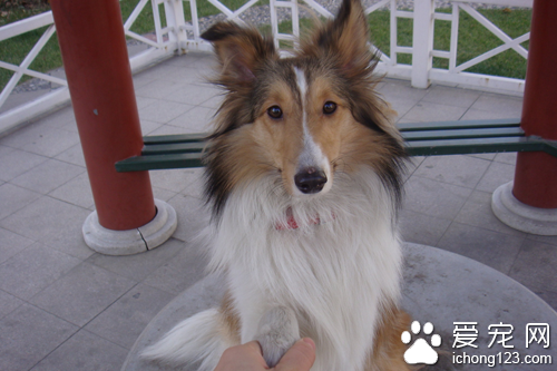 喜乐蒂牧羊犬价格  选购喜乐蒂牧羊犬细节