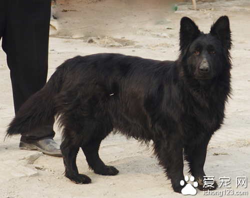 比利时黑色牧羊犬价格 选购注意以下几点