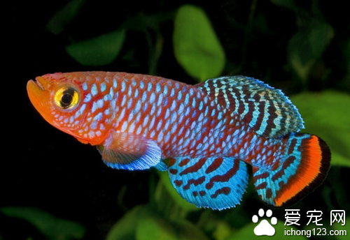 鳉鱼饲养  正确饲养鳉鱼的几个注意事项