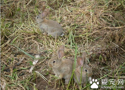 宠物小常识 了解宠物会有助于你饲养宠物