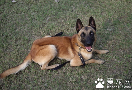 比利时玛利诺犬价格 赛级玛利诺犬较贵