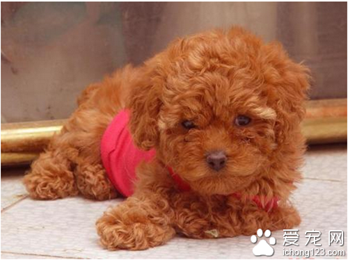 泰迪熊贵宾犬训练 可以从一些简单的做起