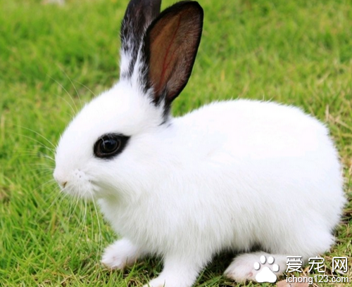 熊猫兔饲养方式 教大家正确饲养熊猫兔