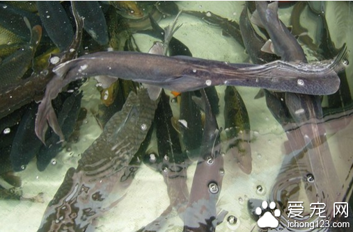 鸭嘴鱼怎么养 饲养起鸭嘴鱼来并不难