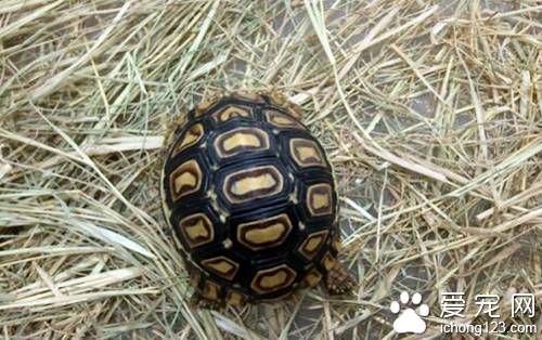 豹龟拉稀症状  治疗豹龟拉稀的具体方法