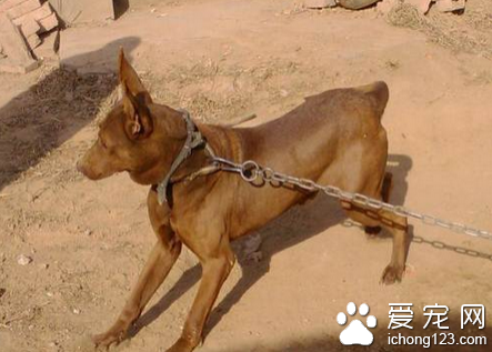 红狼犬价格 市场上红狼犬价格不是很高