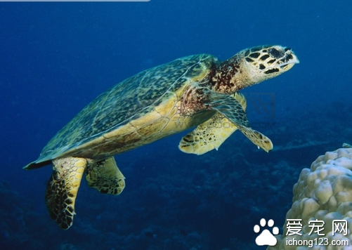 养玳瑁龟 教大家如何正确的饲养玳瑁龟