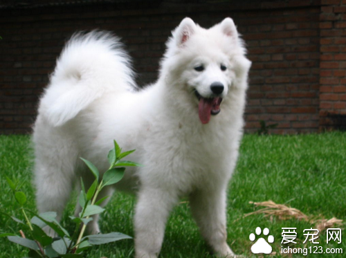 便秘了怎么办 造成狗狗便秘的主要原因