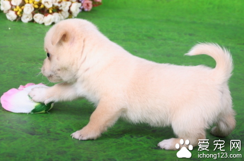 蜱虫咬死狗 一般情况蜱虫不会咬死狗的