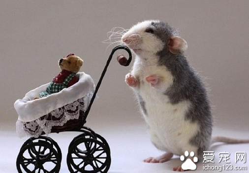 被老鼠咬了怎么办 最好是到医院去看一下